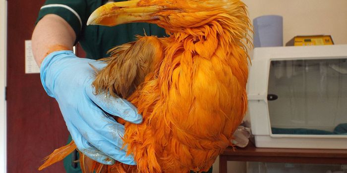 Why is This Seagull Orange?