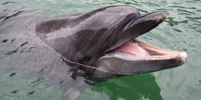 Record-Breaking Dolphin Passes Away at Japanese Aquarium