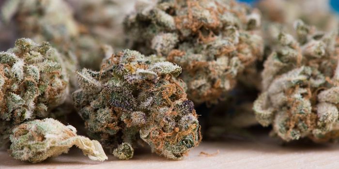 Synthetic Cannabinoid Drug to Enter Human Trials