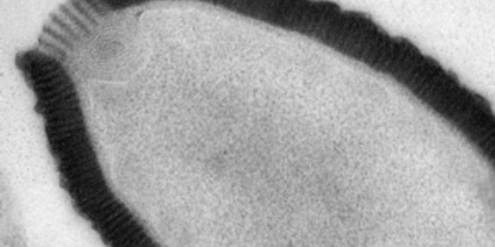 Giant Active Virus Found in Siberian Permafrost 