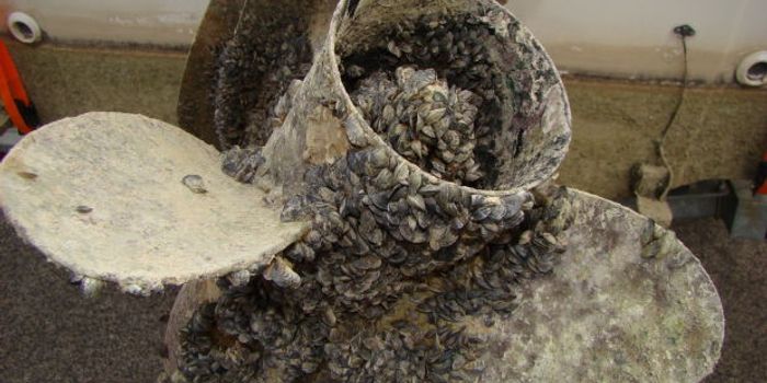 How Cannabidiol Can Combat Invasive Species of Mussels