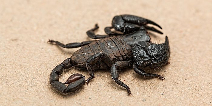 Chemists decode how tripeptide KPP in scorpion venom dialates blood vessels