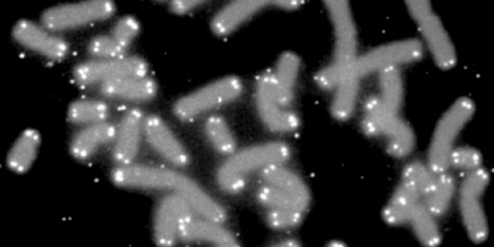 Scientists Attack the Telomeres to Halt Brain Cancer