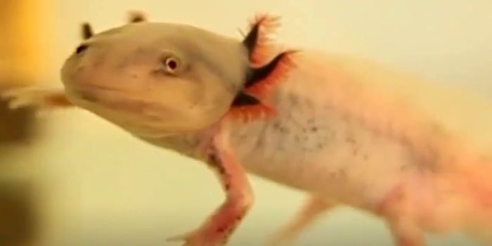This Salamander Resists Cancer and Regrows Limbs