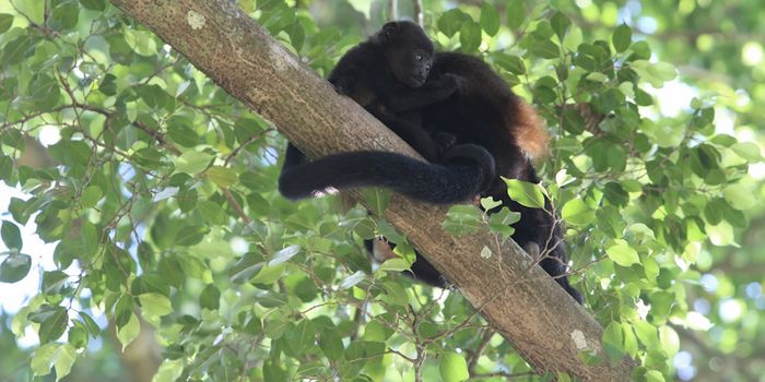 A Mutation May Have Helped Howler Monkeys Survive Yellow Fever