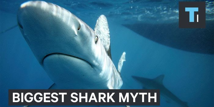 Are Sharks Actually Man-Eaters?