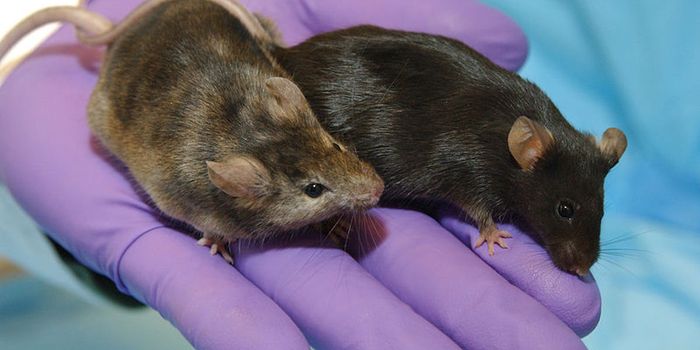 Sparing the Lives of Research Mice with a Gene Activity Database