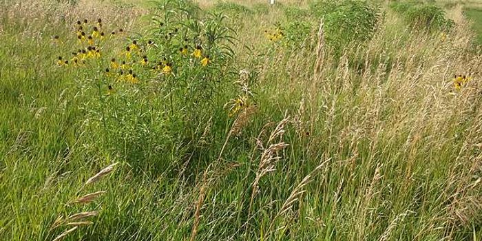 Naturally Occuring Antibiotic Resistance in Soil