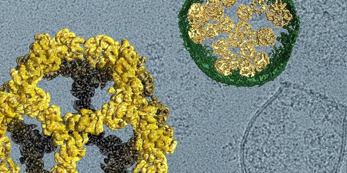 New Self-assembling Nanocages can Deliver Cargo to Cells