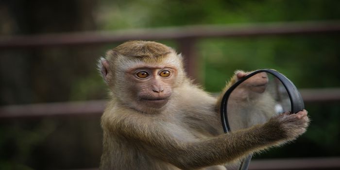 Monkeys More Responsive to Hyper-Realistic Animations of Monkeys