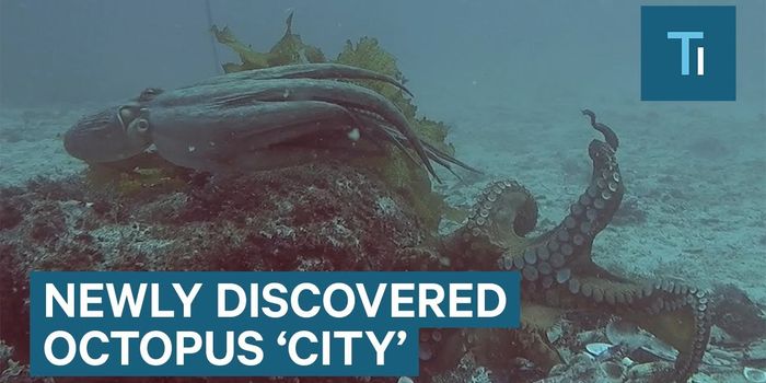 Welcome to Octlantis - A City for Octopi