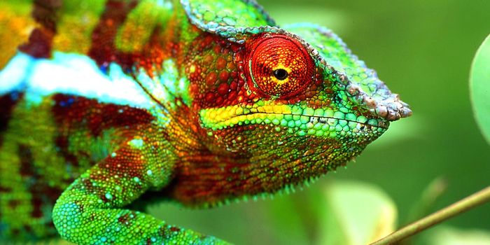 The Chameleon, Master of Cell Signaling