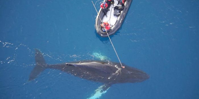 Cameras Attached to Whales Give Us a New Perspective