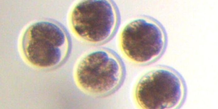 Chimeric Organisms During Early Embryonic Development