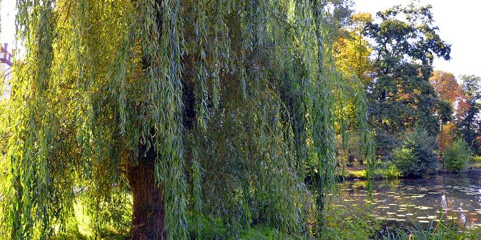 Could willow trees filter wastewater and untreated sewage?