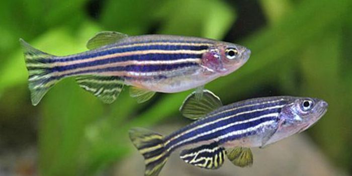 What zebra fish tell us about cancer tumors