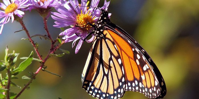 Fall Migration is an Important Factor in Monarch Butterfly Population Assessments