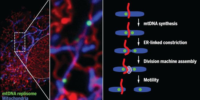 Scientists Learn How Mitochondrial DNA Replication is Controlled
