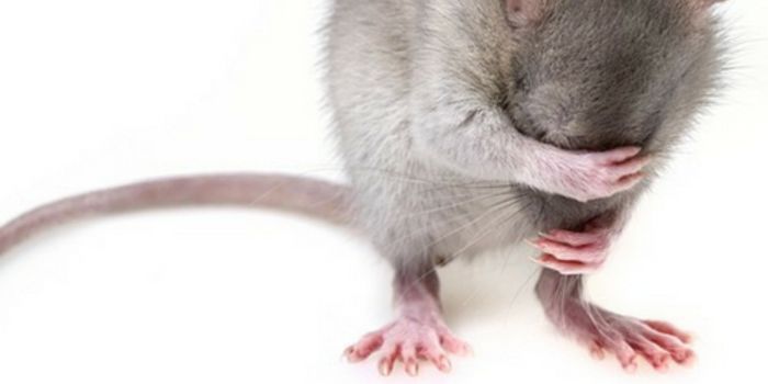 Hantavirus Kills a Woman in New Mexico
