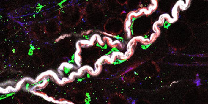 Neuro-Immune Dialogue Burns Belly Fat