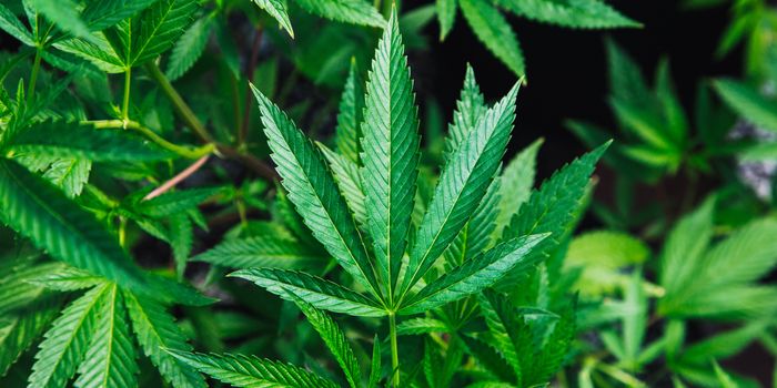 What's hemp packaging, and why does it matter?