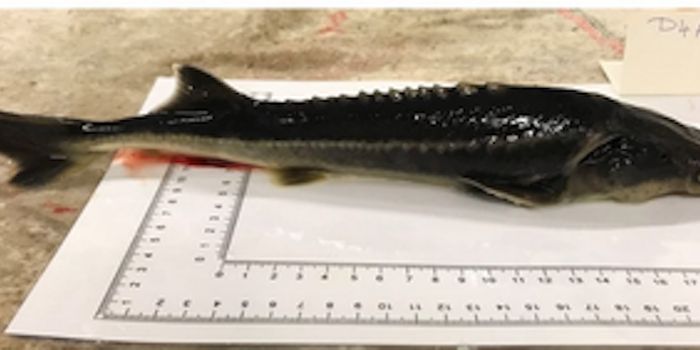 A Hybrid Animal - the Sturddlefish - Is Created