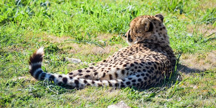 Nearby Threats Define a Wild Cheetah's Feeding Habits