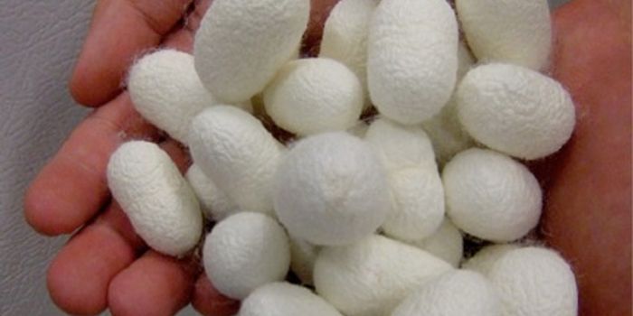 Silk Protein Stabilizes Blood for the Long Haul