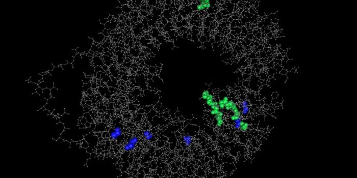 Bat Immune Receptors Are Different Than Other Mammals