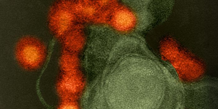 Zika- and Dengue-Infected Humans are More Attractive to Mosquitoes