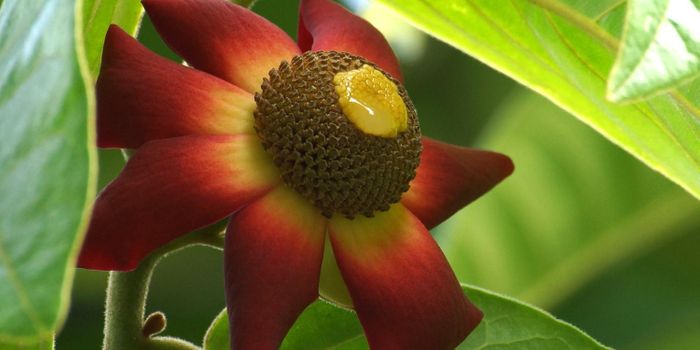 Looking to this tropical plant for future pancreatic cancer treatments