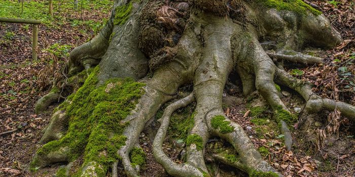 Plant Rooting is Regulated by Soil Hydrology