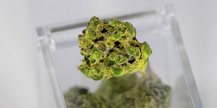 Cannabis Temporarily Relieves PTSD Symptoms