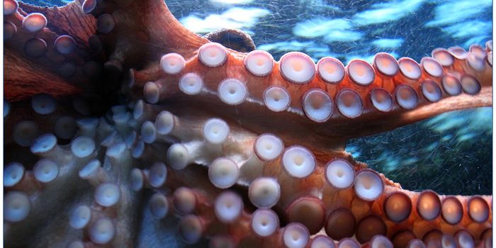 Suction Patches Inspired by Octopi Unlock New Possibilities in Drug Discovery