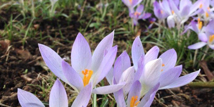 Why do Flowers Bloom in the Spring?