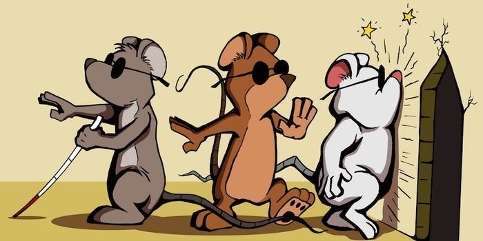 Three Blind Mice? Brain Implant Aids Navigation in Blind Rats