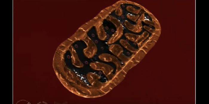 New Gene Editor Can Alter Mitochondrial DNA