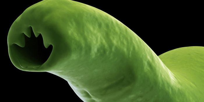 Over 900 hookworm genes ‘turn on' to wreak havoc