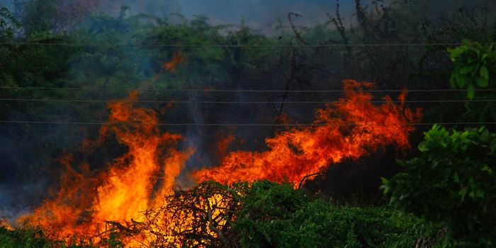 How Plants Respond to Smoke, and How it Could Affect Farming in the Future