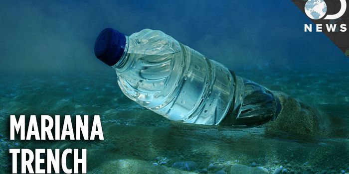 Pollution in the Deepest Crevices of the Ocean