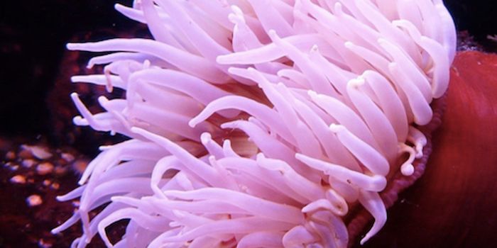 Ancient Mutation may Help Explain Origin of Human Organs