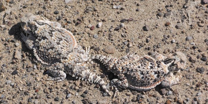 Lizards Use Body Oscillations to Dig Into Desert Sand