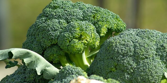 Broccoli: the key to cancer prevention
