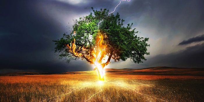 Lightning kills large trees in tropical forests, reducing carbon storage