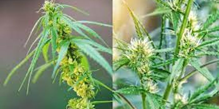 What Is The Difference Between Male And Female Cannabis Plants?