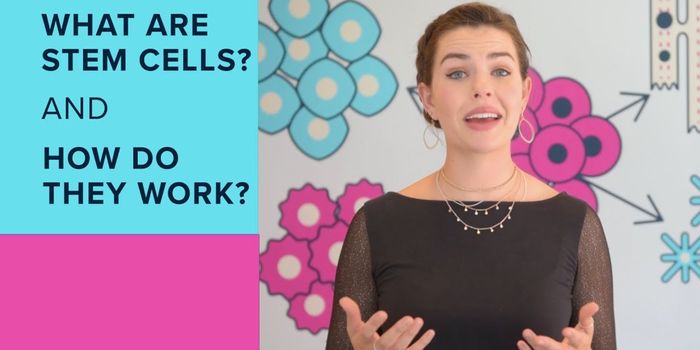 What are Stem Cells?