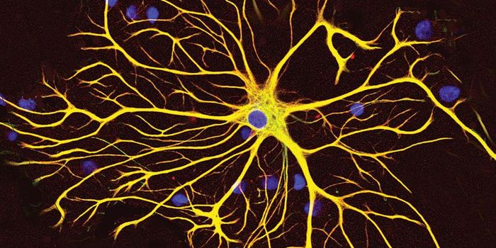 Astrocytes in Action