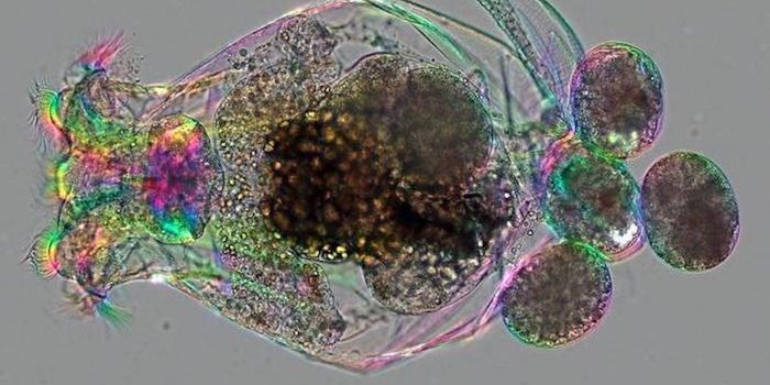 Could Rotifers be the Next Great Laboratory Model?