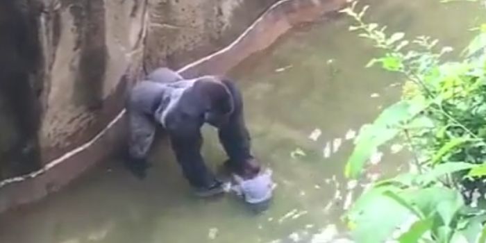 Gorilla Shot Dead in Zoo After Small Boy Trapped in the Enclosure
