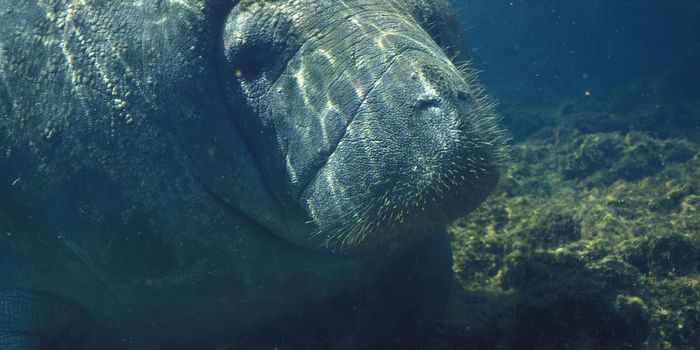 2018: An Unlucky Year for Manatees?